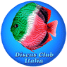 Discus Club Italia